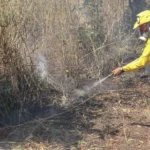 Queimadas destruíram área equivalente a 828 mil campos de futebol e atingiram terras indígenas, Lagoa da Confusão é o município mais afetado, diz MP