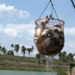 Pesca e Aquicultura apresenta dados inéditos sobre a cadeia da piscicultura no Tocantins