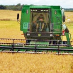 Produção de arroz irrigado no Tocantins aumenta em 11,7% em área plantada