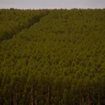 Câmara pode dispensar licença ambiental de plantações de eucalipto