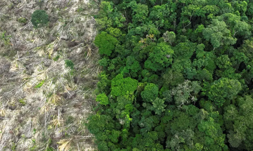 Desmatamento na Amazônia tem queda de 21,8% e no Pantanal, de 9,2%