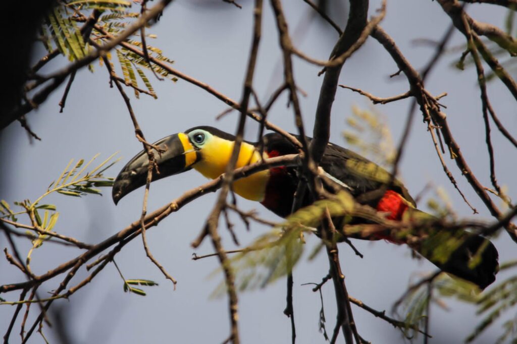 Parque Estadual do Lajeado celebra 23 anos com programação destinada a observação de aves