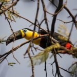 Parque Estadual do Lajeado celebra 23 anos com programação destinada a observação de aves