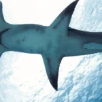 Brasileiro cria método que evita pesca acidental de tubarões e raias
