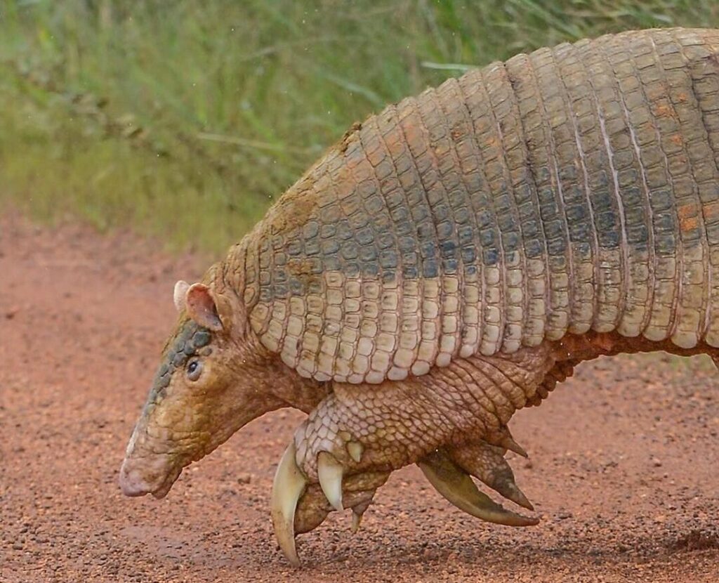 Fotógrafo encontra maior tatu do mundo na Serra da Canastra: “Uma lenda do Cerrado”