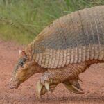 Fotógrafo encontra maior tatu do mundo na Serra da Canastra: “Uma lenda do Cerrado”
