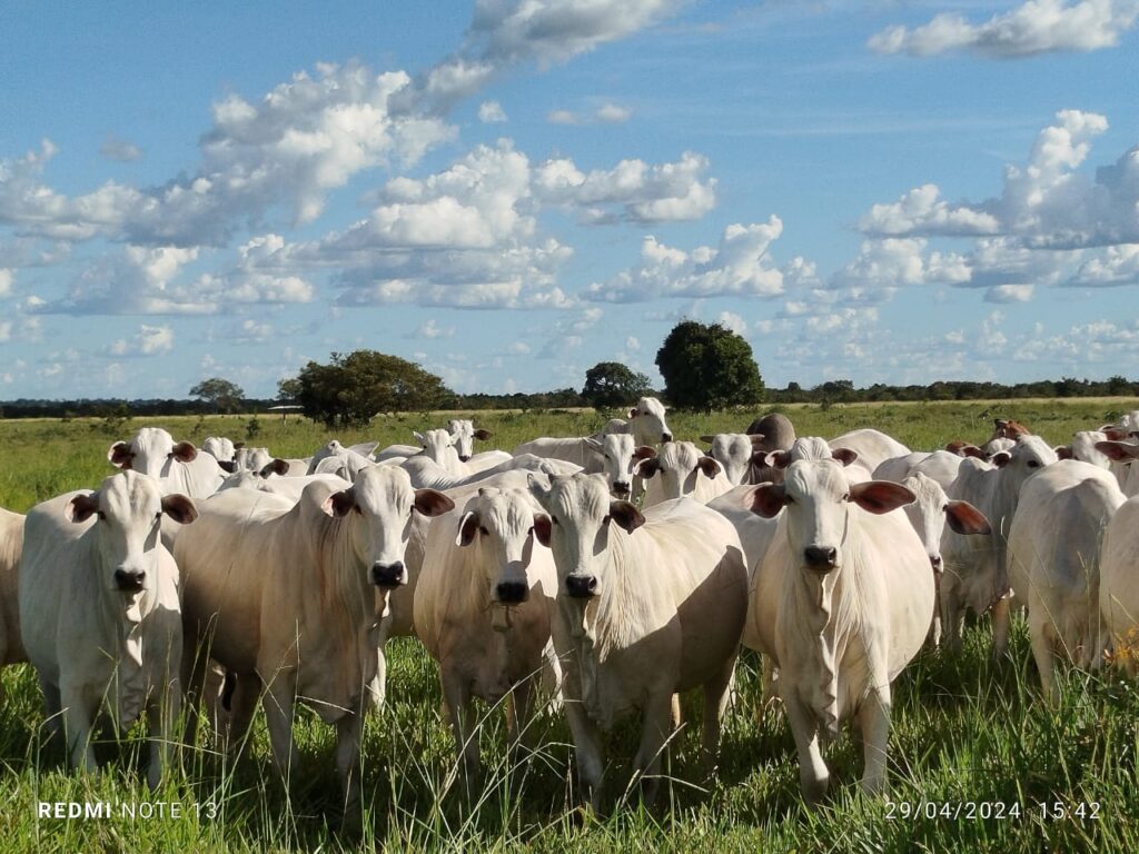 Fazenda Agropecuária Lago do Campo recebe título de melhor índice de prenhez bovina do Tcoantins