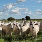 Fazenda Agropecuária Lago do Campo recebe título de melhor índice de prenhez bovina do Tcoantins
