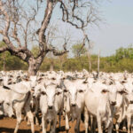 Adapec alerta sobre prazo para declaração de informações pecuárias dos animais da Ilha do Bananal, que inicia no dia 1° de agosto