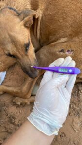 Associação Protetora dos Animais de Lagoa da Confusão (APALC) é criada e precisa da sua ajuda para continuar suas atividades em Lagoa da Confusão