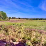 Tocantins terá polo de agricultura irrigada que abrangerá 7 municípios, Lagoa da Confusão é um deles, anuncia Ministério da Integração