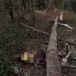 Homem morre esmagado por árvore que ele cortava com motosserra