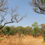 Redução do desmatamento no Tocantins: Dados apontam queda de 18,29% em Julho e 15,22% no último quadrimestre
