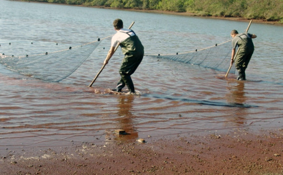 Naturatins inicia monitoramento da arraia-maçã, espécie criticamente ameaçada de extinção no Rio Tocantins