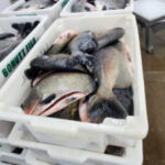 Semana do Pescado no Tocantins busca fomentar o consumo de peixes e frutos do mar