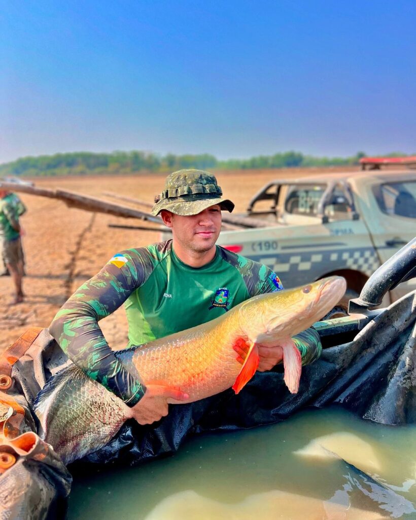 Operação Gigante do Araguaia: Resgate de Peixes na Ilha do Bananal, com foco no Pirarucu