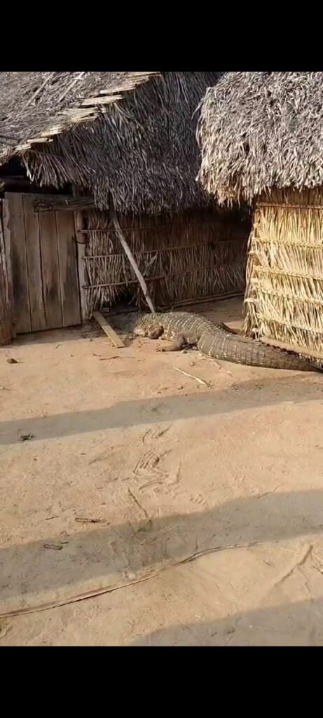 Jacaré invade residência na Ilha do Bananal e é resgatado por equipe do Prevfogo; Veja o vídeo