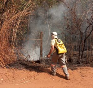 Foto: Divulgação/Secretaria Municipal de Meio Ambiente e Recursos Hídricos de Lagoa da Confusão.