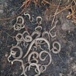 Incêndios na Ilha do Bananal deixam várias cobras mortas na Mata do Mamão