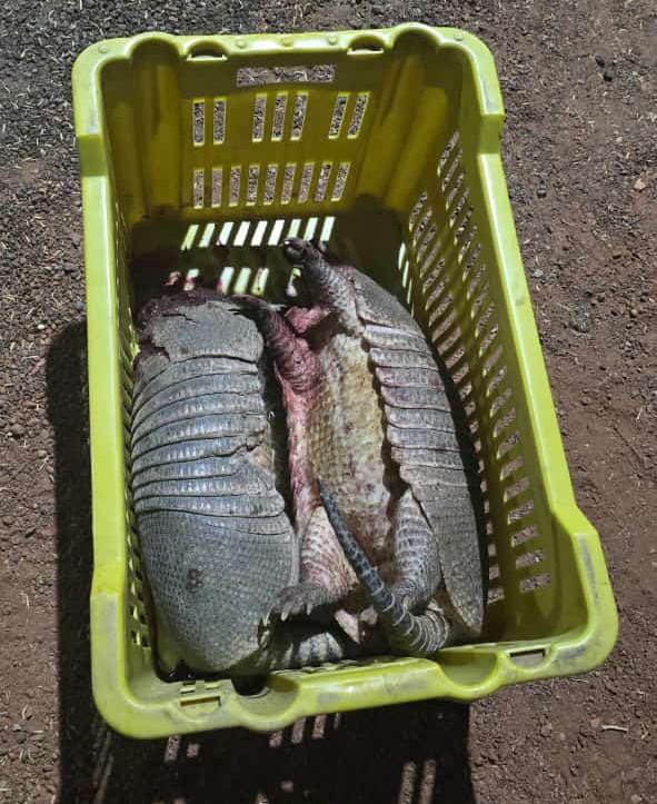 Polícia Militar prende homem por porte ilegal de arma de fogo e transporte de animal silvestre abatido em Lagoa da Confusão