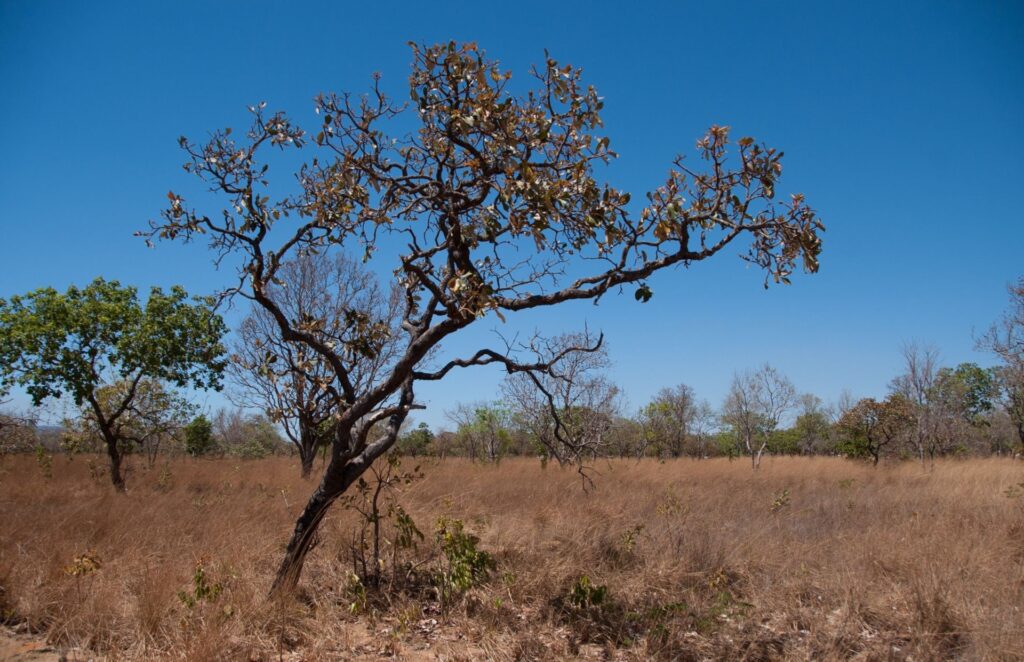 Dia Nacional do Cerrado: MPTO intensifica ações contra desmatamento e queimadas no Tocantins