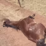 Motociclista morre após colidir com cavalo em Gurupi