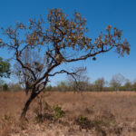Dia Nacional do Cerrado: MPTO intensifica atuação contra desmatamento e queimadas no Tocantins