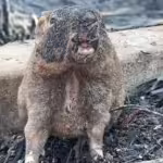 Animal silvestre é resgatado de incêndio em Paraíso do Tocantins e comove redes sociais
