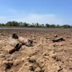 Pirarucus ficam presos e tentam sobreviver em poças de lama após lago quase secar na Ilha do Bananal