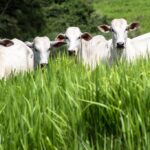 Gerente de fazenda é indiciado por golpe de mais de R$ 150 Mil contra proprietário de fazenda no tocantins