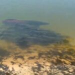 Você já viu um cardume de pirarucu? Imagens impressionantes mostram a grandeza desses gigantes dos nossos rios, veja o vídeo