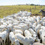 Tocantins comemora Dia Nacional da Pecuária com destaque na produção e exportação