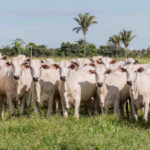 Governo do Tocantins inicia segunda etapa da campanha de declaração de informações pecuárias