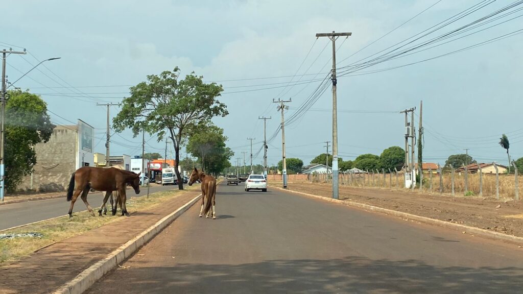 Moradores de Lagoa da Confusão alertam para riscos causados por cavalos soltos nas ruas