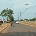 Moradores de Lagoa da Confusão alertam para riscos causados por cavalos soltos nas ruas