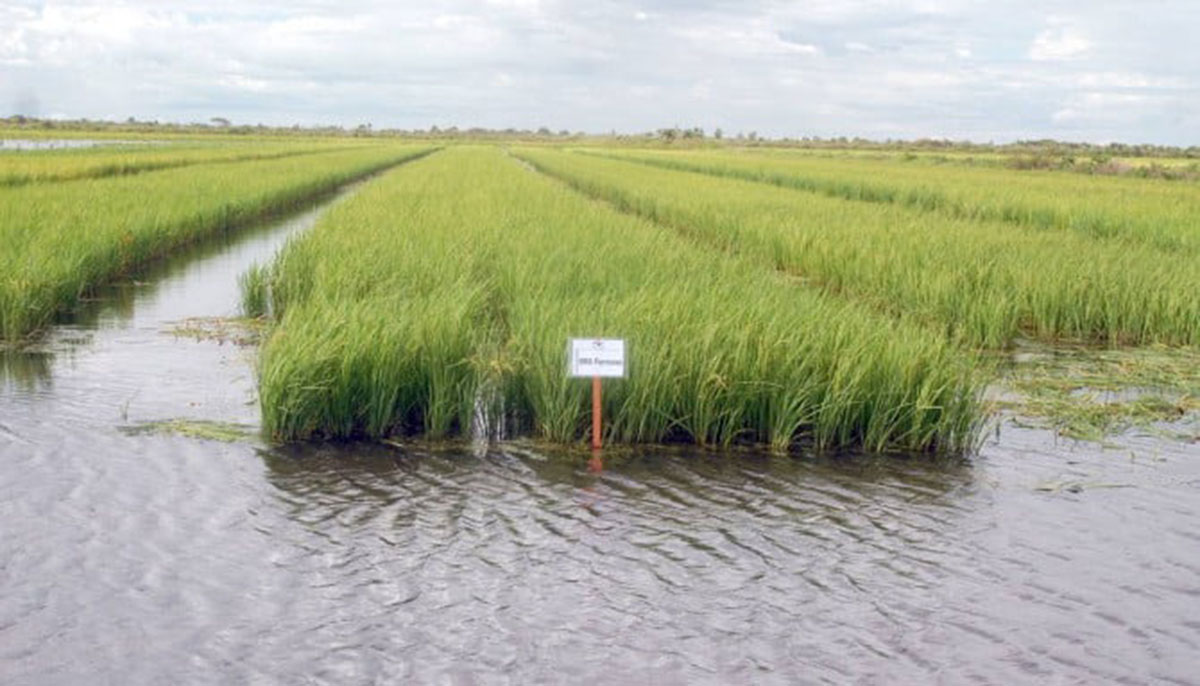 Lagoa da Confusão é destaque no agronegócio, ocupando o 94º lugar no Brasil entre os mais ricos do setor