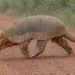 Tatu com pênis “acima da média” chama a atenção de pesquisadores no Pantanal