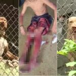 Menino de 12 anos é atacado por pitbulls enquanto anda de bicicleta