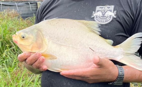 Projeto de piscicultura em sistema superintensivo bagfish garante sucesso e sustentabilidade à comunidade indígena Krahô em Lagoa da Confusão