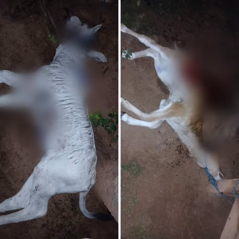 Onças-pintadas matam vários animais e preocupam moradores de Talismã, no sul do Tocantins