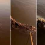 Jacaré “finge estar morto” e dá susto em família durante passeio de canoa no Rio Araguaia; veja o vídeo