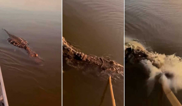 Jacaré “finge estar morto” e dá susto em família durante passeio de canoa no Rio Araguaia; veja o vídeo