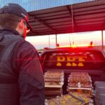 PRF resgata cerca de 400 aves silvestres transportadas irregularmente no Tocantins