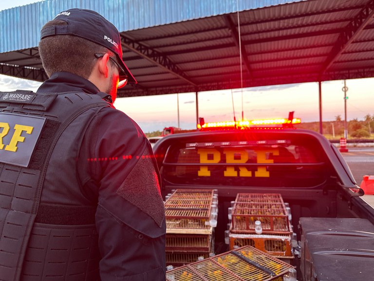 PRF resgata cerca de 400 aves silvestres transportadas irregularmente no Tocantins