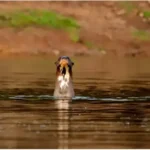 Pesquisa sobre ariranhas no Parque Estadual do Cantão ganha destaque internacional em livro sobre bioacústica marinha
