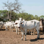 Adapec orienta proprietários de animais na Ilha do Bananal a fazerem a declaração de informações pecuárias a partir de 1º de agosto