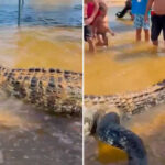 Jacaré gigante é encontrado morto na Praia da Gaivota e causa comoção no sudeste do Pará