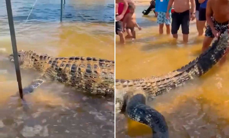 Jacaré gigante é encontrado morto na Praia da Gaivota e causa comoção no sudeste do Pará