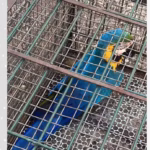 Arara-canindé ferida é resgatada em Palmas e recebe cuidados no Naturatins