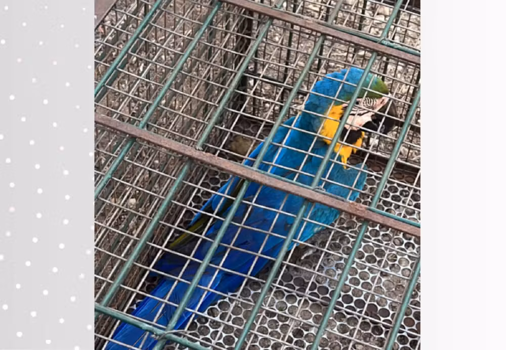 Arara-canindé ferida é resgatada em Palmas e recebe cuidados no Naturatins